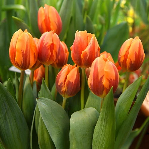 Tulip Bulbs - Princess Irene